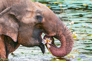 Asian or Asiatic elephant (Elephas maximus) eating water lily in Yala national park, Sri Lanka.