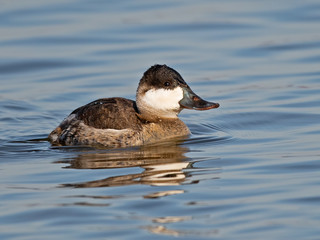 Male Ruddy Duck