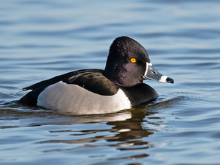 Male Ringed-Neck Duck