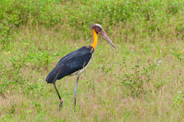 The greater adjutant (Leptoptilos dubius) a member of the stork family, Ciconiidae. Yala National park, Sri Lanka.