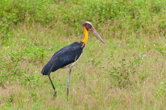 The greater adjutant (Leptoptilos dubius) a member of the stork family, Ciconiidae. Yala National park, Sri Lanka.
