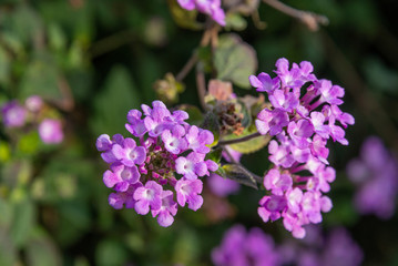 Detail of purple flowers