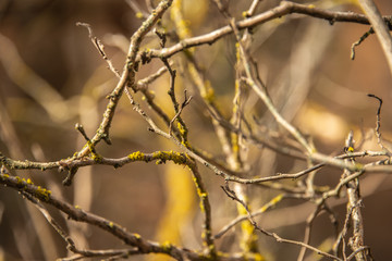 Branches of a tree intertwined