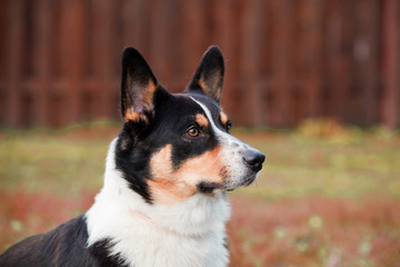Dog breed Welsh Corgi Cardigan portrait on nature