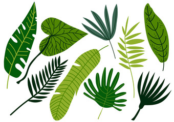 Tropical Leaves Set, Exotic Jungle Green Palm Tree Leaves Vector Illustration