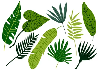 Afwasbaar Fotobehang Tropische bladeren Tropical Leaves Set, Exotic Jungle Green Palm Tree Leaves Vector Illustration