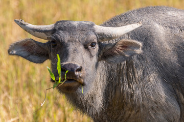 Asian water buffalo, wild water buffalo, carabao (Bubalus bubalis, Bubalus arnee), in Vang Vieng, Laos.