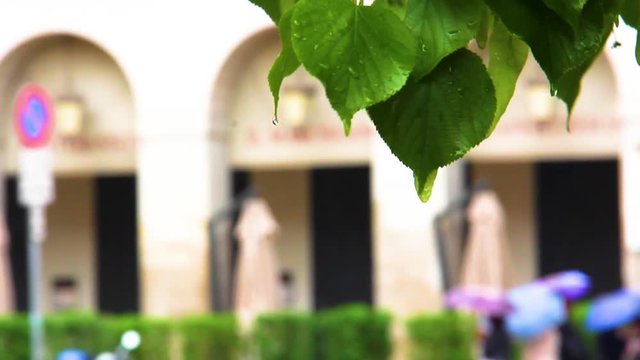 Swinging leaves on a rainy day in Milan.