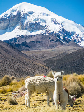 Llamas and alpacas graze in the mountains with Mount Sajama behind. Bolivia