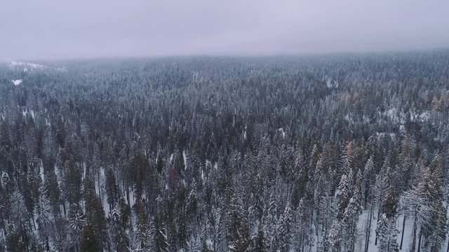 Aerial shot flying over forest, lots of snow in winter. Overcast, grey day. Quiet and peaceful.