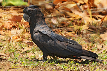 The red tailed black cockatoo (Calyptorhynchus banksii) also known as Banksian or Banks black cockatoo, is a large black cockatoo native to Australia, Kakadu National Park.
