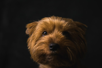 dog, yorkshire terrier, on a black background