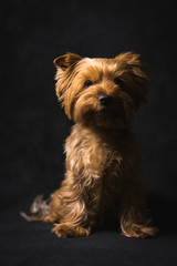 dog, yorkshire terrier, on a black background