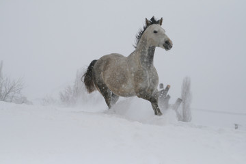 Fototapeta na wymiar arab horse on a snow slope (hill) in winter. The stallion is a cross between the Trakehner and Arabian breeds. In the background are trees and a snag.
