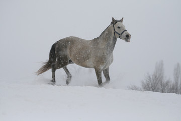Naklejka na ściany i meble arab horse on a snow slope (hill) in winter. horse shows tongue. The stallion is a cross between the Trakehner and Arabian breeds. In the background are trees and a snag.