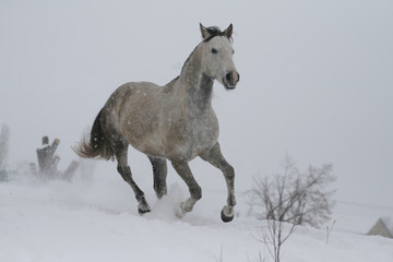 Fototapeta na wymiar arab horse on a snow slope (hill) in winter. The stallion is a cross between the Trakehner and Arabian breeds. In the background are trees and a snag.