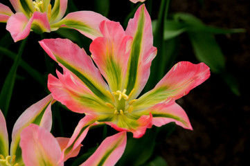 Tulip flowers at the Keukenhof garden, The Netherlands
