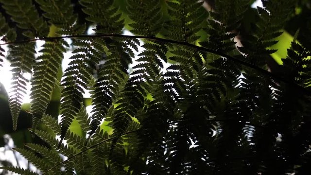 Close up on a fern in an rainforest