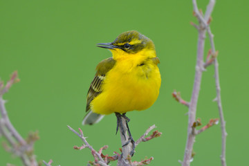 Yellow Wagtail in Springtime