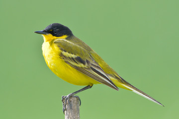Yellow Wagtail in Springtime