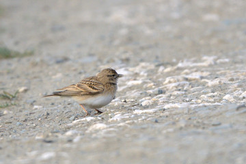 Greater short-toed lark on the ground