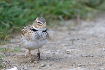 Calandra lark on the ground