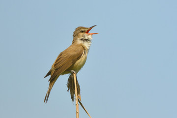 Great reed warbler on a reed stick