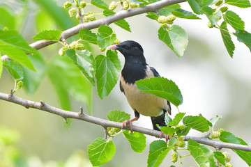 Rosy starling (pastor roseus)