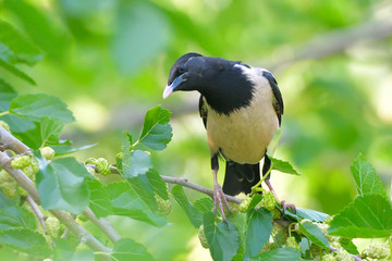 Rosy starling (pastor roseus)