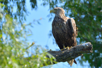 White Tailed Eagle on a branch