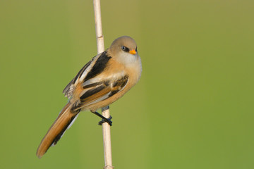 Bearded Reedling (Panurus biarmicus)
