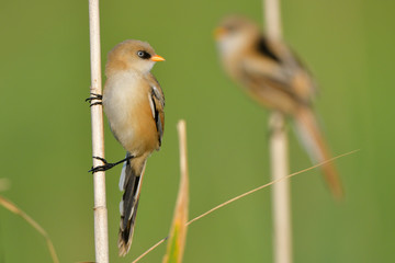 Bearded Reedling (Panurus biarmicus)