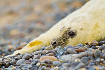 Kegelrobbe (Halichoerus grypus)