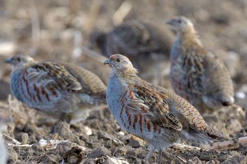 Common Partridge