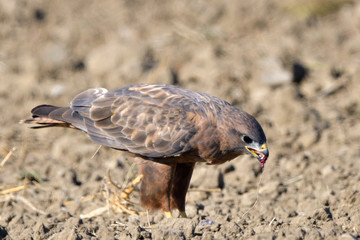 Steppe Buzzard (Buteo vulpinus)