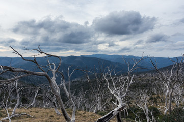 Burnt trees before ridges of mountains near Mount Hotham on the Dargo High Plains Road in northern Victoria.