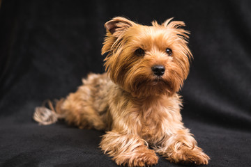 dog, yorkshire terrier, on a black background