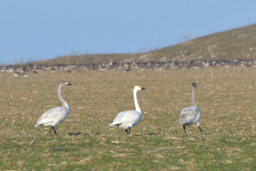 Whooper swan (Cygnus cygnus)