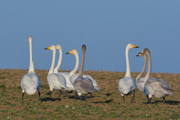 Whooper swan (Cygnus cygnus)