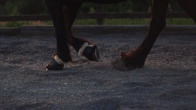 Slow Motion Shot of a Black Mare Cantering During Training