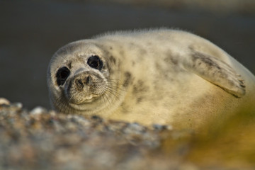 Kegelrobbe (Halichoerus grypus)