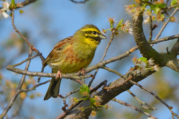 Yellowhammer on a tree branch