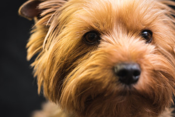 Naklejka premium dog, yorkshire terrier, on a black background