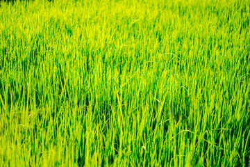 Green grass background