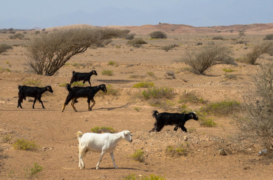 Ziegenherde in der W&uuml;ste, Oman