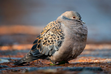 鳥です