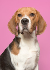 Portrait of a beagle looking at the camera on a red background in a vertical image
