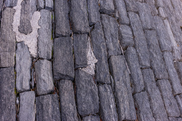 Italy, Bellagio, Lake Como, DETAIL SHOT OF TREE TRUNK