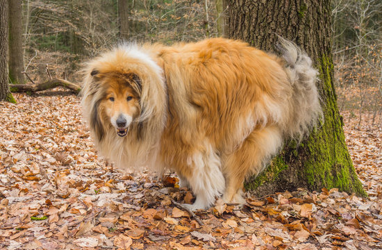 Tierverhalten Hund Collie Defäktion im Wald - Animal behaviour dog Collie Defection in the forest