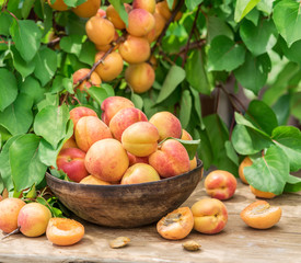 Ripe apricots in the wooden bowl on the table.